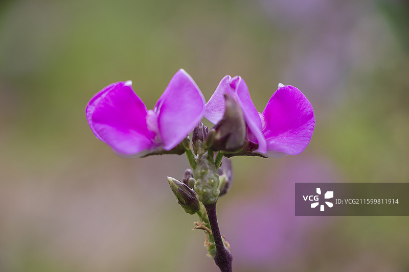 眉豆花图片素材