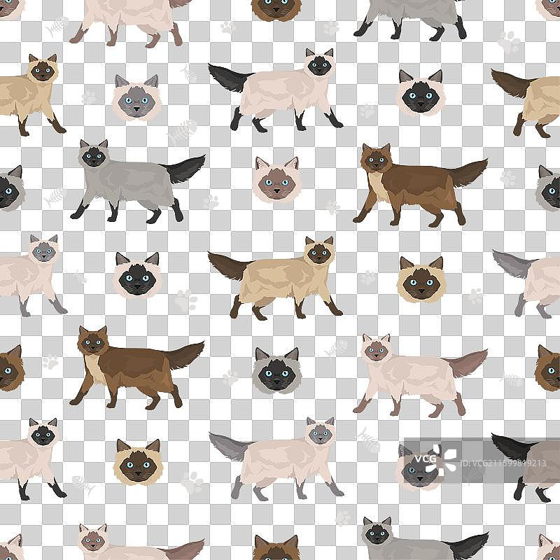 巴厘猫长毛暹罗无缝图案图片素材