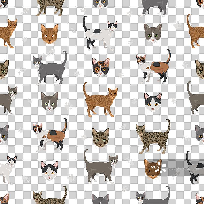 巴西短毛猫无缝花纹，全身毛发图片素材