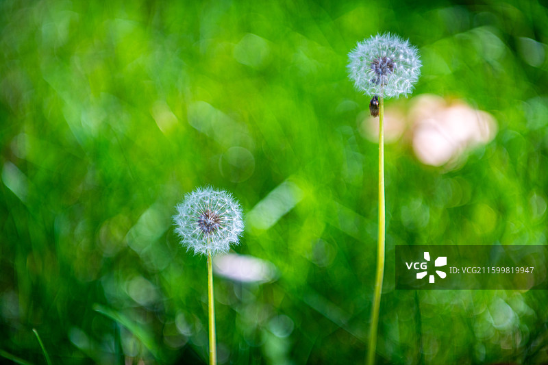 绿色主题 蒲公英 特写 简单背景 夏季图片素材