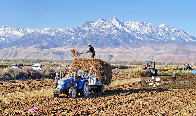 2025年10月21日，在甘肃省张掖市民乐县永固镇滕庄村千亩黄芪种植基地，药农正忙着采收黄芪。图片素材