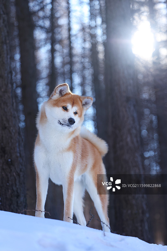 雪中林间的秋田犬图片素材