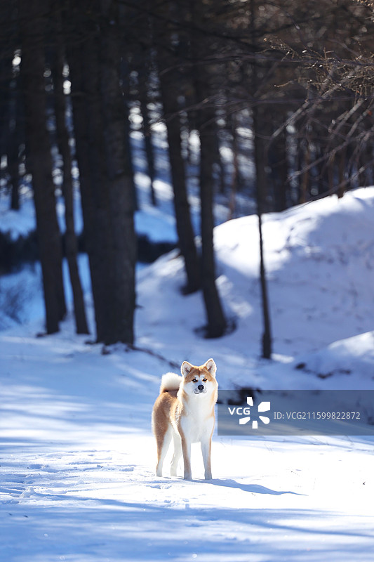 雪林间的秋田犬图片素材