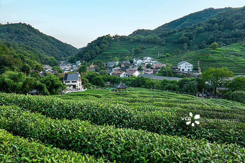 杭州龙井村 龙井茶 龙井问茶 杭州旅游 西湖景点 绿茶图片素材