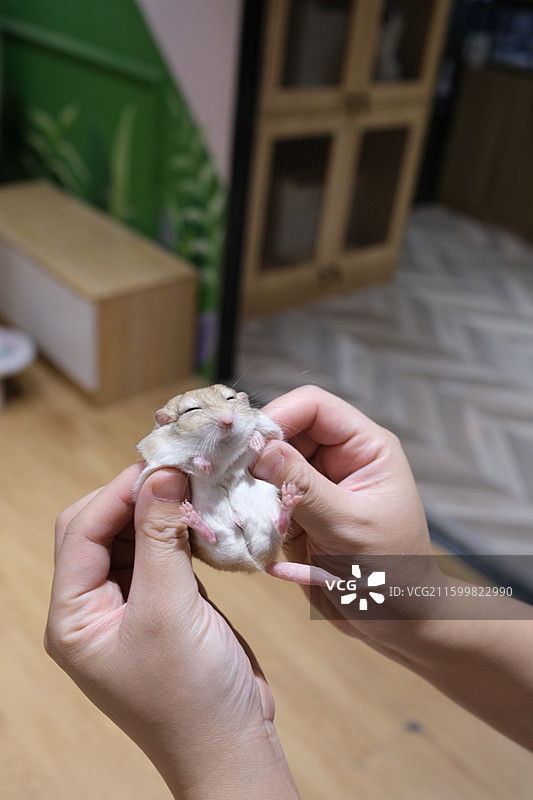 捧在手里的小仓鼠图片素材