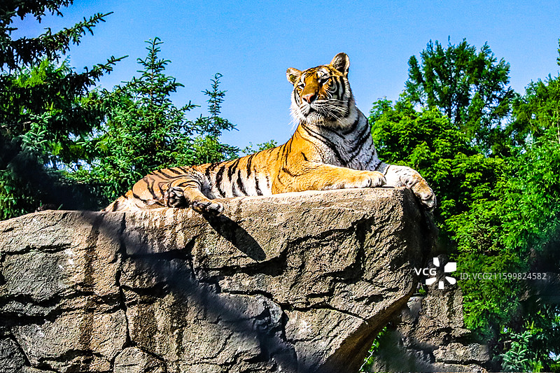 虎啸山林·横道河子东北虎林园图片素材