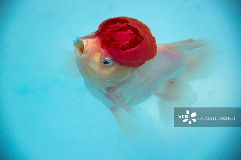 水中的鹤顶红金鱼 浮出水面图片素材