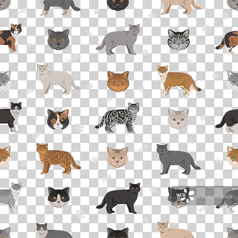 英国短毛猫各种毛色无缝图案图片素材