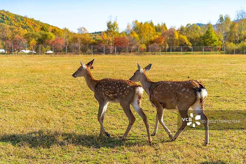 溪水鹿苑，伊春市上甘岭溪水国家森林公园，鹿溪牧场，梅花鹿，小鹿，秋色，秋天图片素材
