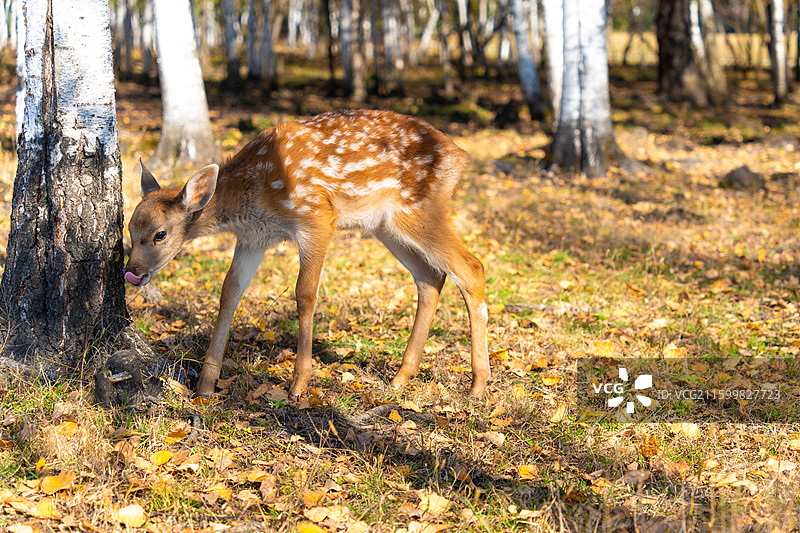 溪水鹿苑，伊春市上甘岭溪水国家森林公园，鹿溪牧场，梅花鹿，小鹿，秋色，秋天，野生动物图片素材