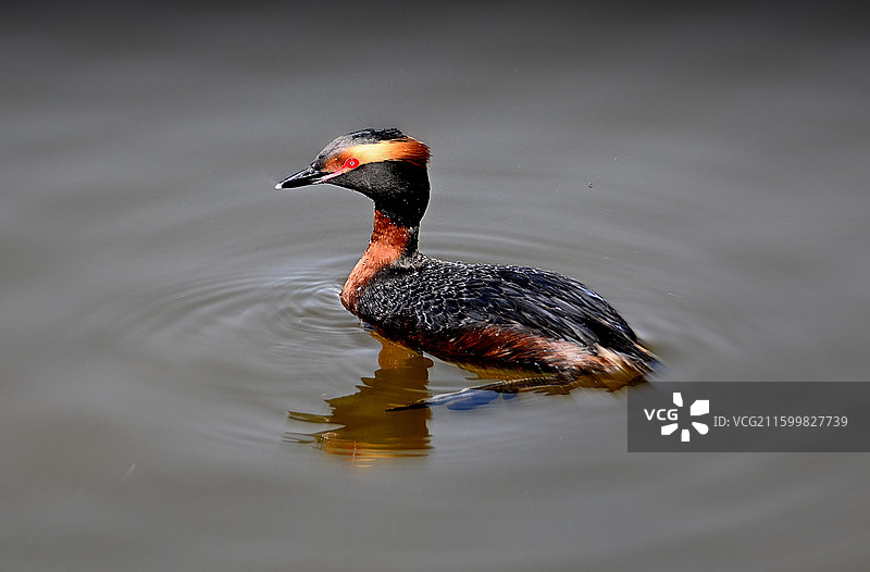角PT鸊鷉图片素材