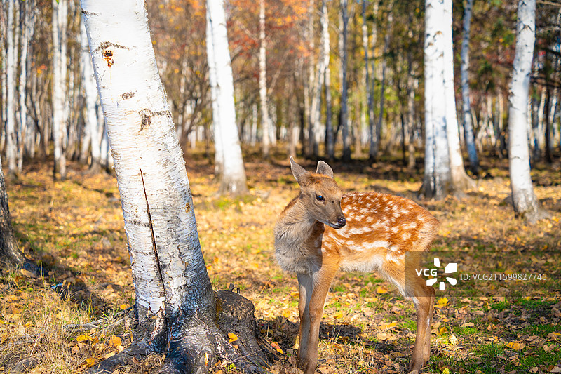 溪水鹿苑，伊春市上甘岭溪水国家森林公园，鹿溪牧场，梅花鹿，小鹿，秋色，秋天，野生动物图片素材