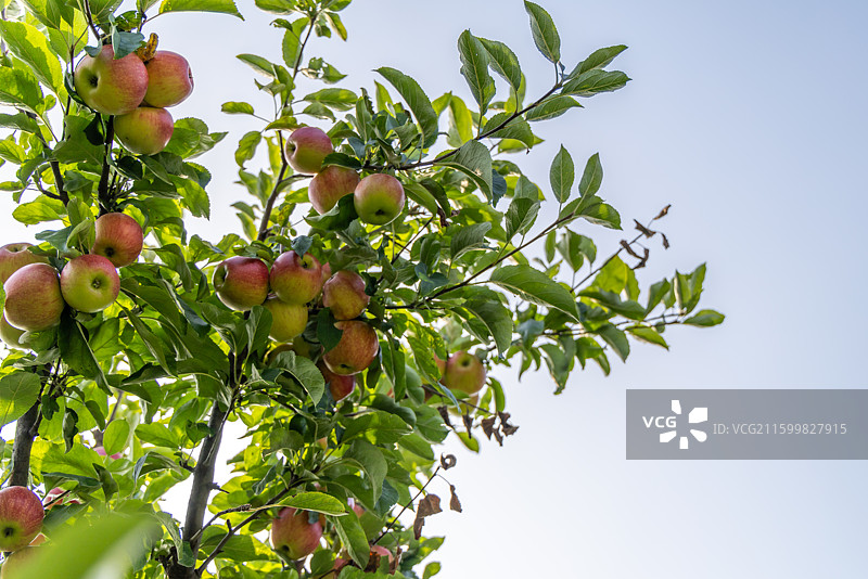 农业种植园中的苹果树图片素材