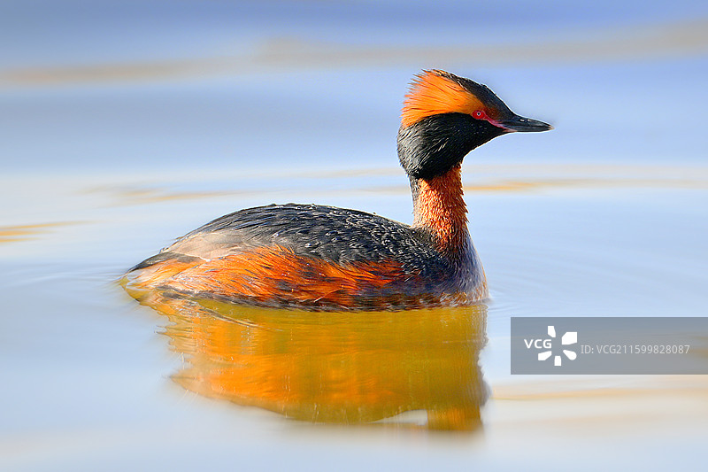 角PT鸊鷉图片素材