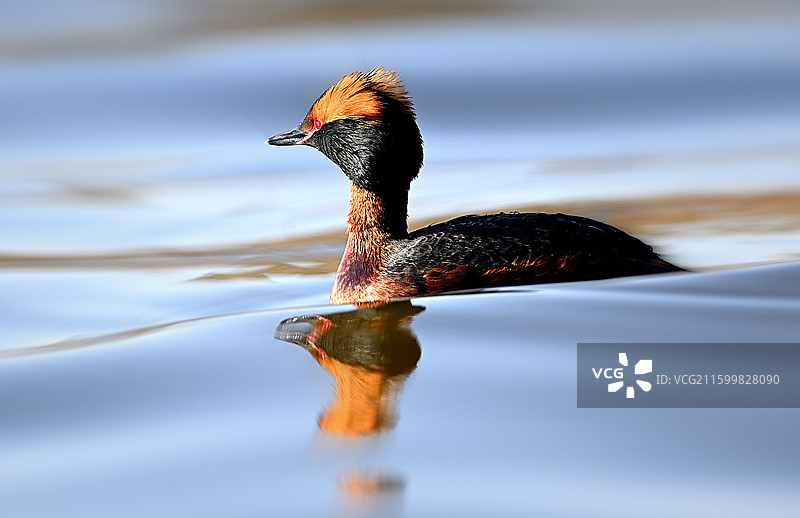 角PT鸊鷉图片素材