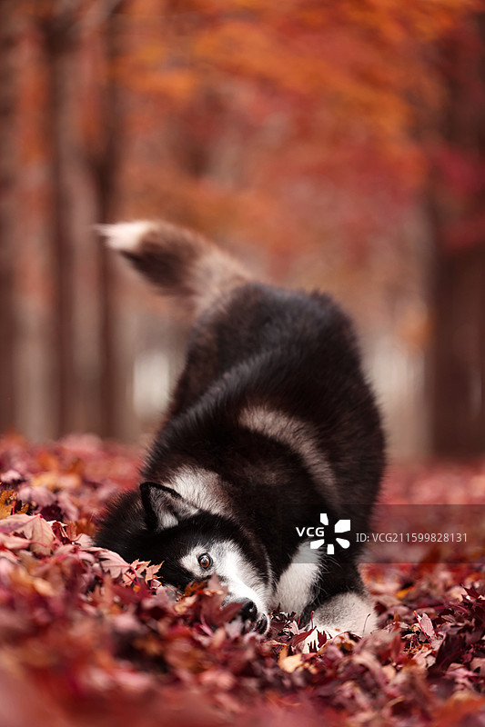 红枫林里嬉戏的哈士奇图片素材