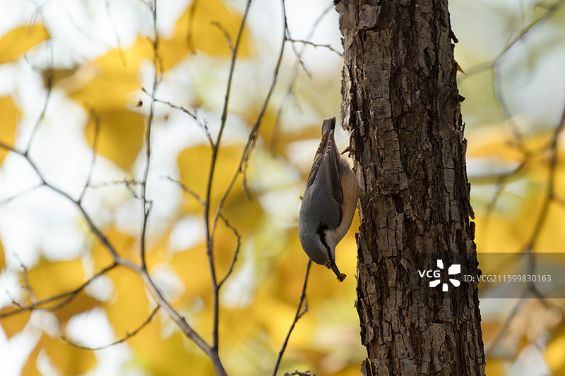 普通鳾图片素材