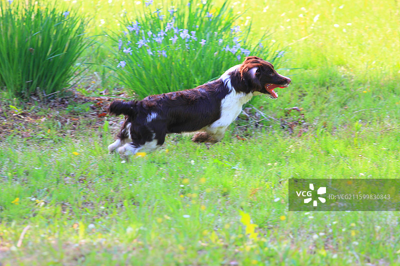 狗，长春，南溪湿地公园，春季，图片素材