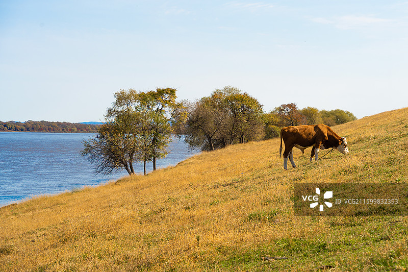 黑龙江省伊春市嘉荫县，界江，中俄美景，黑龙江，中俄界江，一江赏两国，牧牛，放牛图片素材