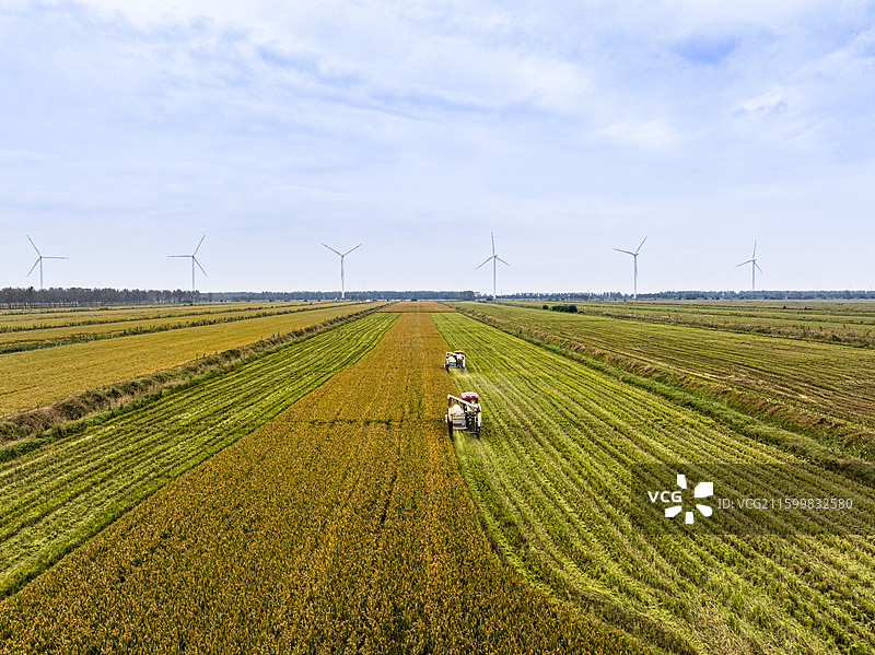 江苏盐城响水苏垦农发黄海农场，收割机在金黄稻田抢收，远处风机转动，展现丰收与科技融合之景。图片素材