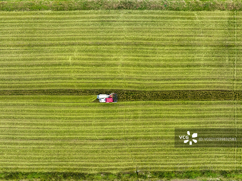 江苏盐城响水苏垦农发黄海农场，收割机在金黄稻田抢收，远处风机转动，展现丰收与科技融合之景。图片素材