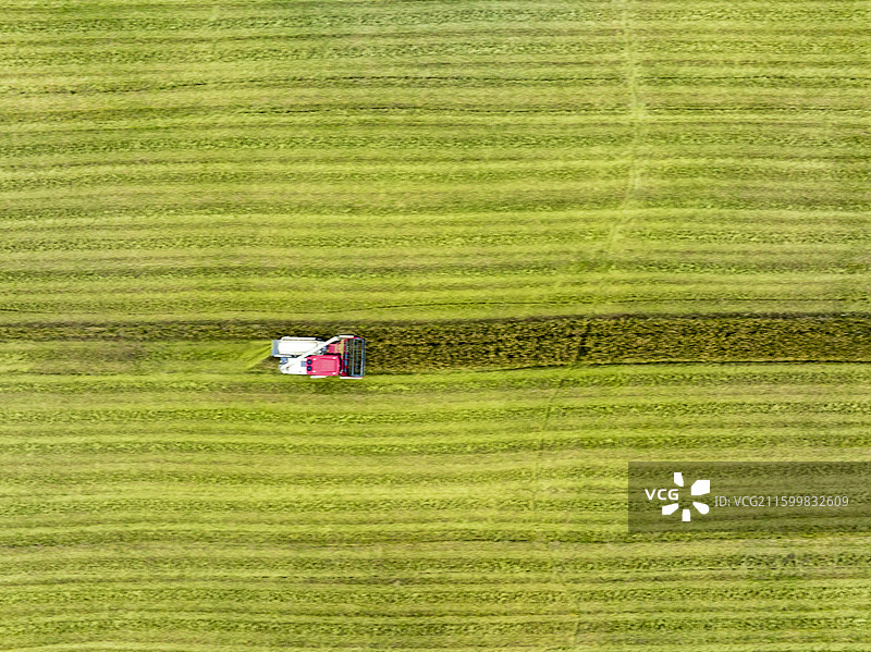 江苏盐城响水苏垦农发黄海农场，收割机在金黄稻田抢收，远处风机转动，展现丰收与科技融合之景。图片素材