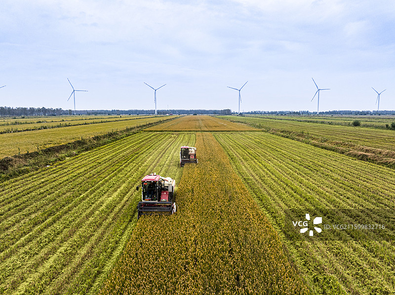 江苏盐城响水苏垦农发黄海农场，收割机在金黄稻田抢收，远处风机转动，展现丰收与科技融合之景。图片素材