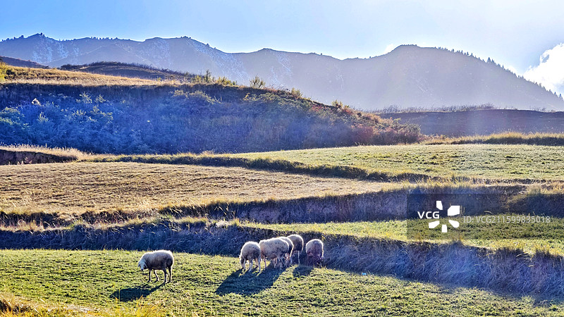 2025年10月12日,位于祁连山北麓甘肃省张掖市民乐县丰乐镇境内，一片五彩斑斓的秋日乐园。图片素材