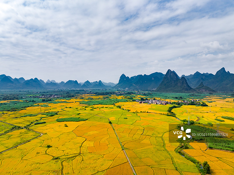 广西柳州柳城县稻花飘香景区金黄色成熟水稻田与喀斯特地貌航拍视角风光图片素材