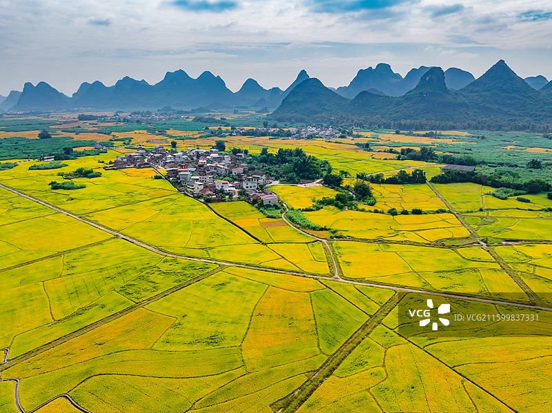 广西柳州柳城县稻花飘香景区金黄色成熟水稻田与喀斯特地貌航拍视角风光图片素材