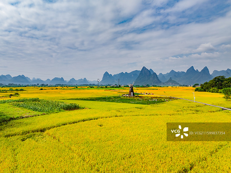 广西柳州柳城县稻花飘香景区金黄色成熟水稻田与喀斯特地貌航拍视角风光图片素材