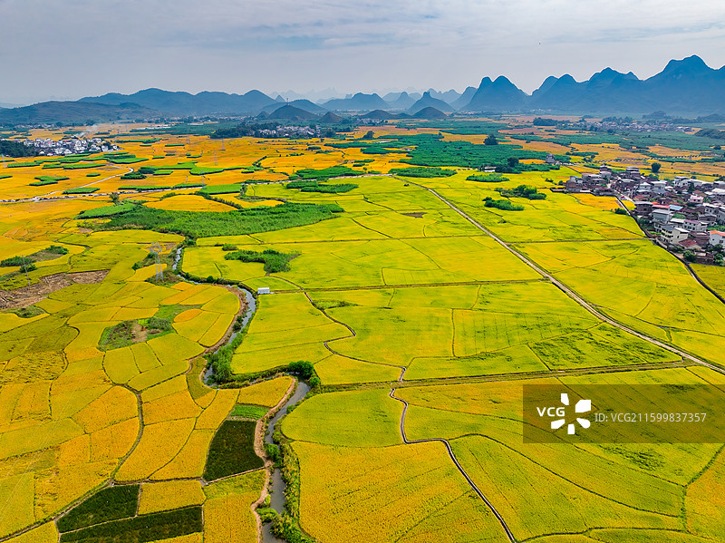广西柳州柳城县稻花飘香景区金黄色成熟水稻田与喀斯特地貌航拍视角风光图片素材