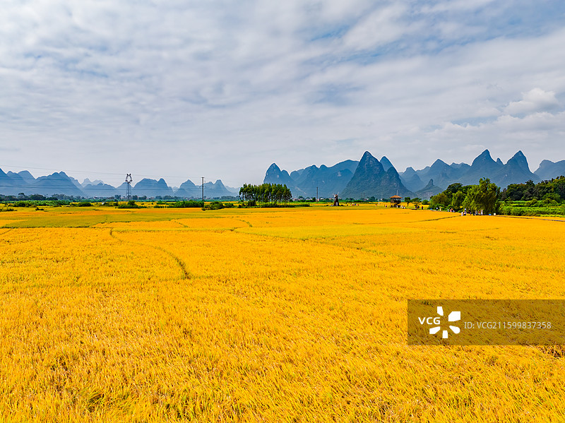 广西柳州柳城县稻花飘香景区金黄色成熟水稻田与喀斯特地貌航拍视角风光图片素材