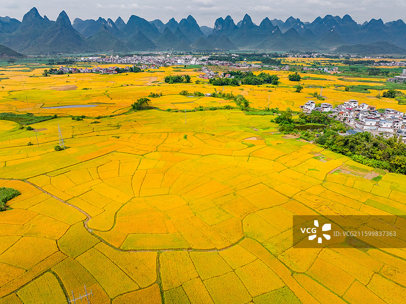 广西柳州柳城县稻花飘香景区金黄色成熟水稻田与喀斯特地貌航拍视角风光图片素材