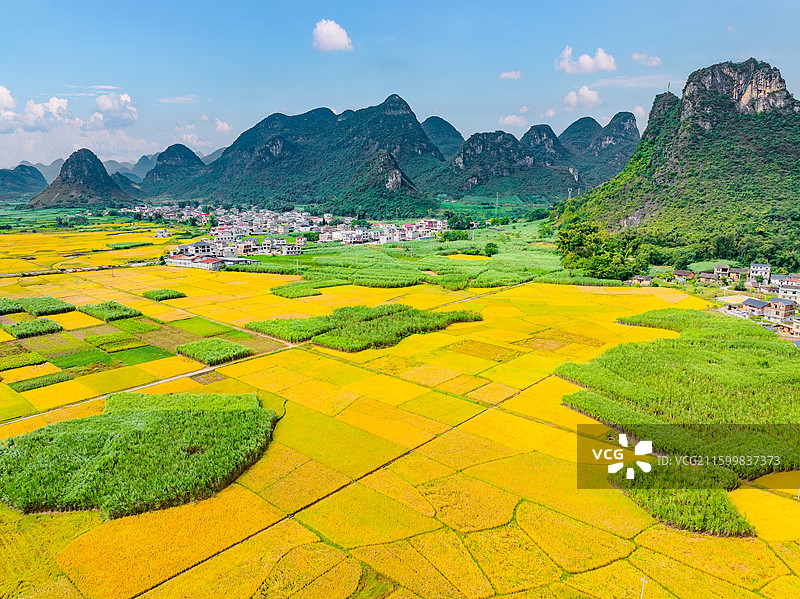 广西柳州柳城县稻花飘香景区金黄色成熟水稻田与喀斯特地貌航拍视角风光图片素材