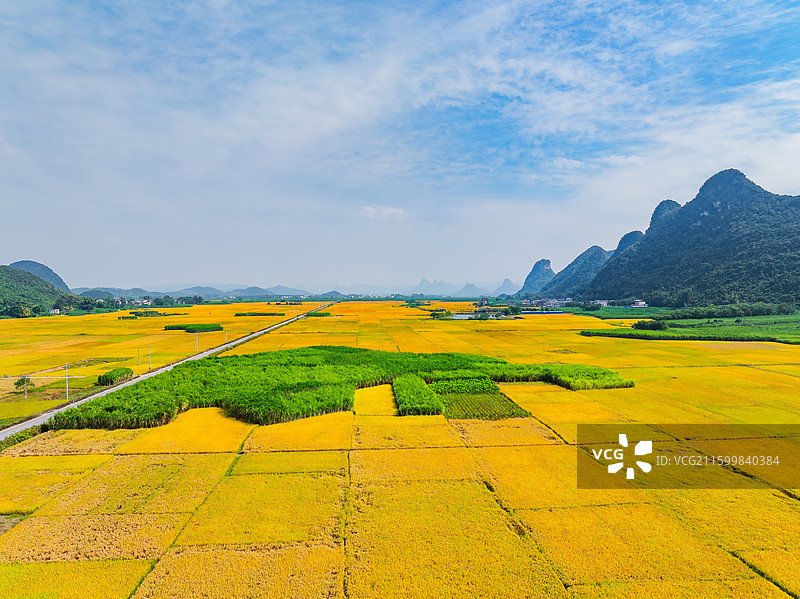 广西柳州柳城古砦金黄色的稻田、笔直的公路与喀斯特地貌航拍视角风光图片素材