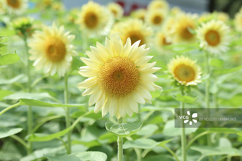 向日葵图片素材