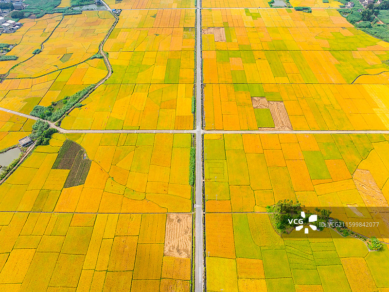 广西柳州柳城古砦金黄色的稻田、笔直的公路与喀斯特地貌航拍视角风光图片素材