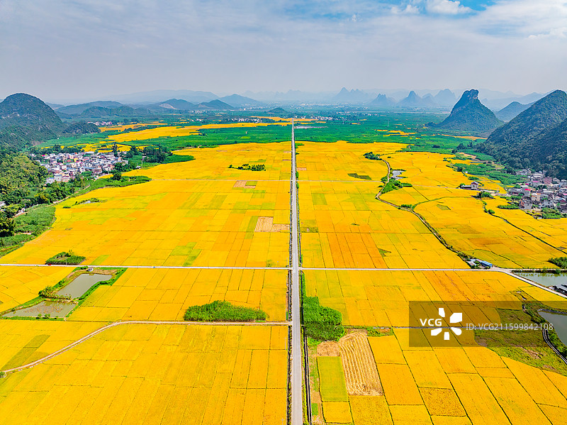 广西柳州柳城古砦金黄色的稻田、笔直的公路与喀斯特地貌航拍视角风光图片素材