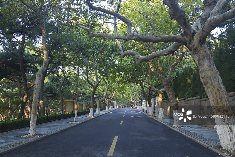 山东青岛八大关的古树柏树松树图片素材