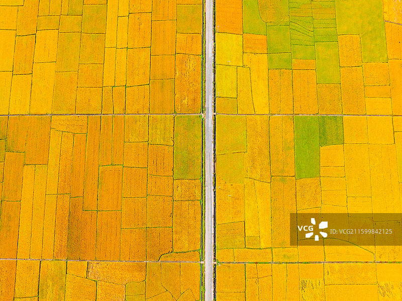 广西柳州柳城古砦金黄色的稻田、笔直的公路与喀斯特地貌航拍视角风光图片素材