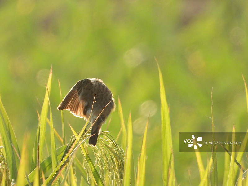 站在稻穗上整理羽毛的小鸟图片素材