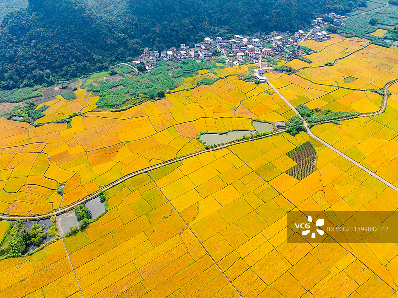 广西柳州柳城古砦金黄色的稻田、笔直的公路与喀斯特地貌航拍视角风光图片素材