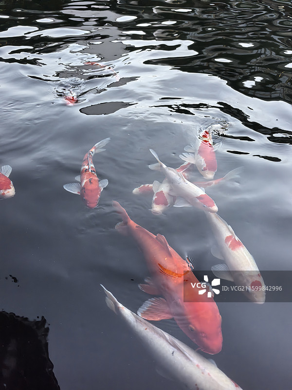 苏州大观酒店的鲤鱼池图片素材