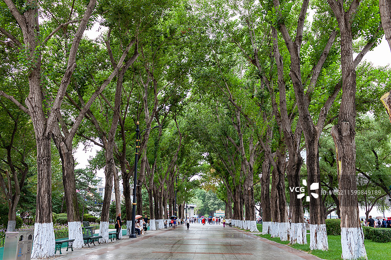 斯大林公园的林荫大道图片素材