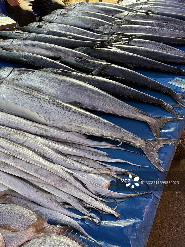 青岛烟台海鲜市场海产鱼市图片素材