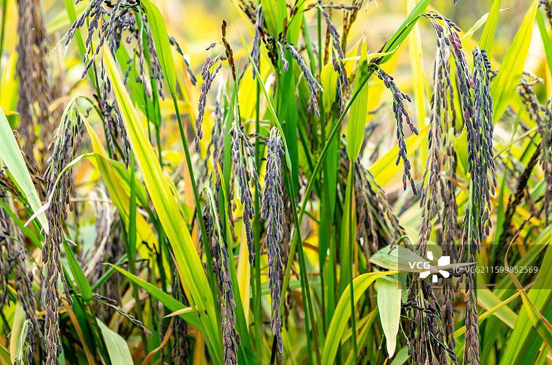 肇庆四会种植的黑糯米图片素材