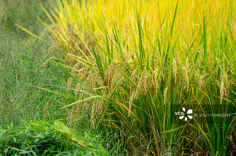 肇庆周边种植的水稻图片素材