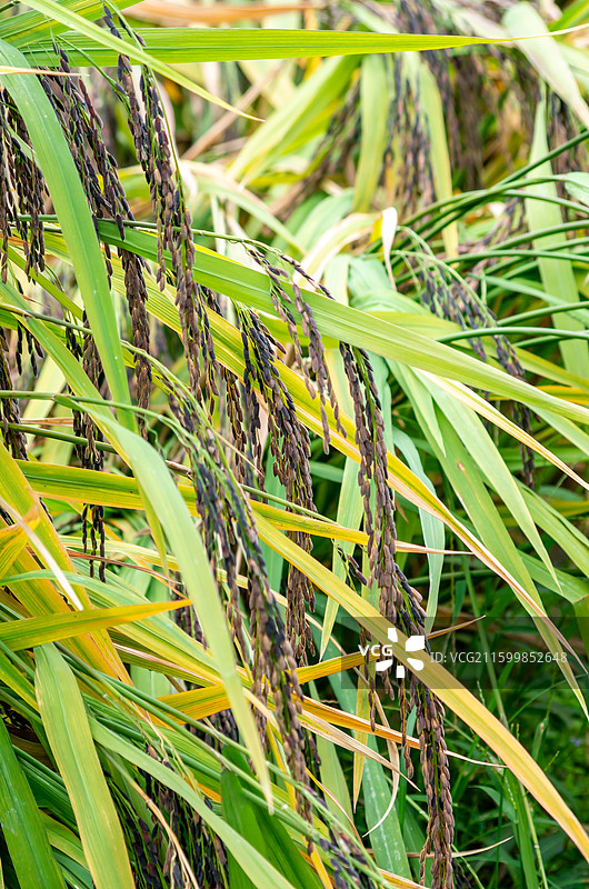 肇庆四会种植的黑糯米图片素材
