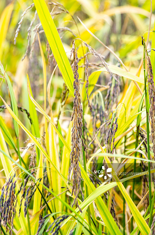 肇庆四会种植的黑糯米图片素材